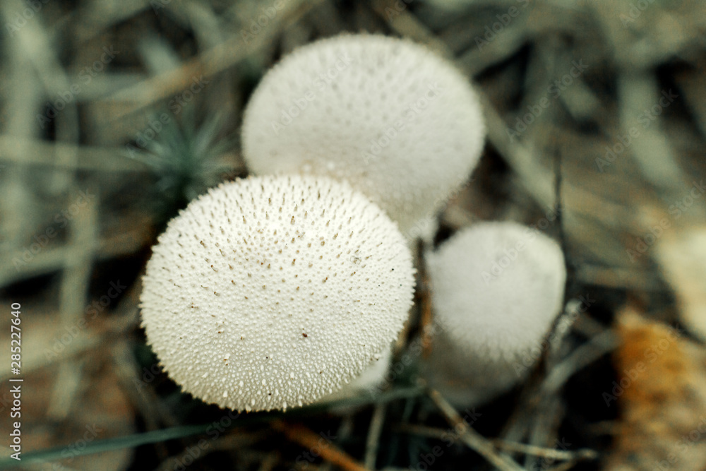 mushrooms in the forest mushrooms in the forest