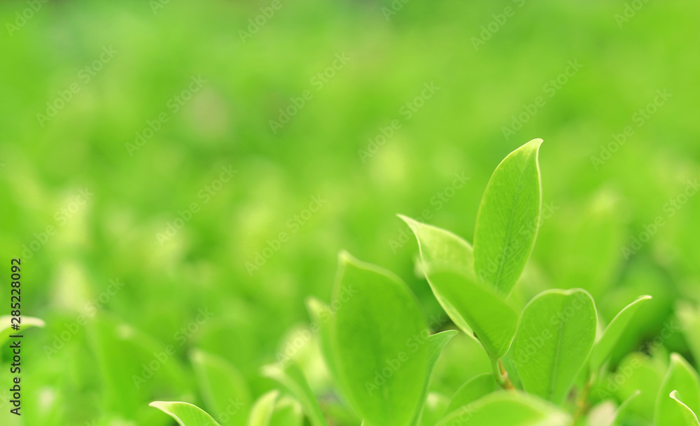 Green nature tree leaves on blurred background in the morning light. Fresh natural background. Green nature tree leaves on blurred background in the morning light. Fresh natural background.