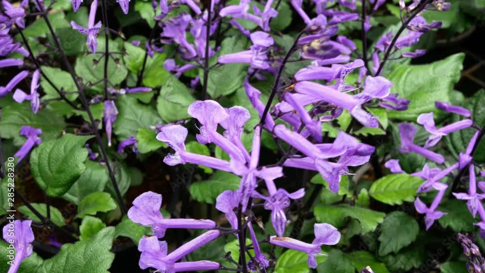The Flowering plants growing in a greenhouse in summer day. Selective focus. The Flowering plants growing in a greenhouse in summer day. Selective focus.