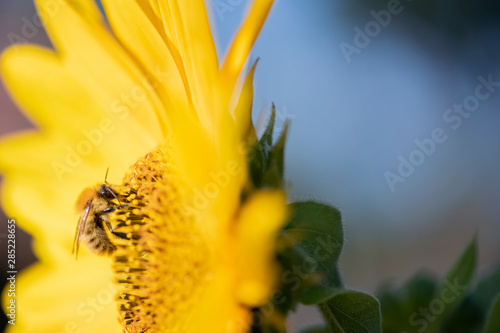 sonnenblume biene nektar pollen fleißig © Anja Tobien