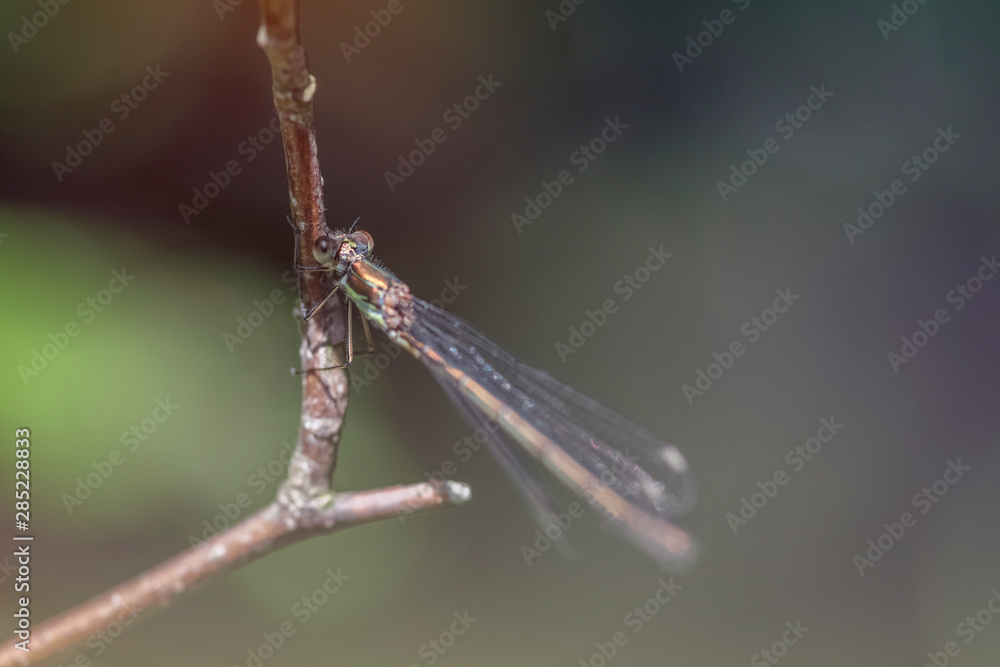 liebelle weidenjungfer dragonfly feenwald liebelle weidenjungfer dragonfly feenwald