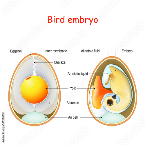 Two bird eggs with embryo and egg anatomy. Cross section illustration of inside egg.