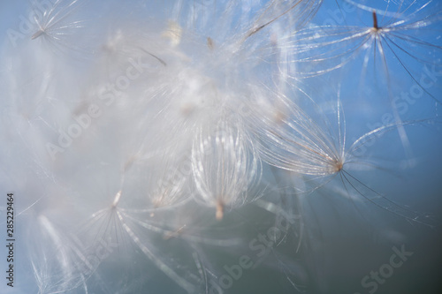 pusteblume pusten löwenzahn flug leicht
