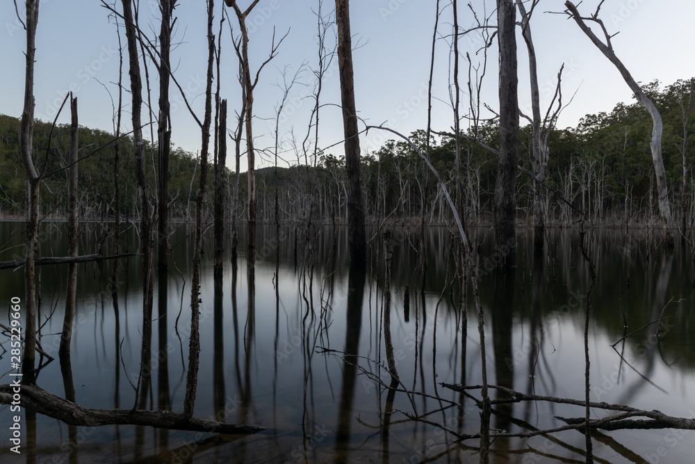 Dead trees reflecting on water during sunset over Advancedtown Lake, Queensland, Australia Dead trees reflecting on water during sunset over Advancedtown Lake, Queensland, Australia