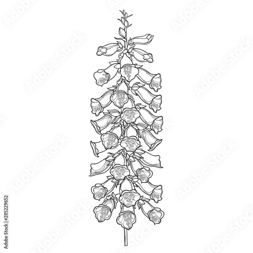 Stem of outline toxic Digitalis purpurea or foxglove flower bunch with bud in black isolated on white background.