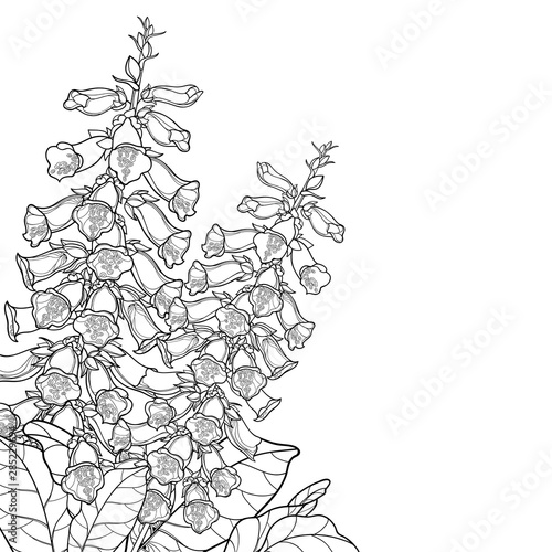 Corner bouquet of outline toxic Digitalis purpurea or foxglove flower bunch with bud and leaves in black isolated on white background.