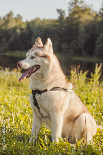 Young husky dog for a walk in the park in autumn. Husky breed. Light fluffy dog. Walk with the dog. Dog on a leash. A pet