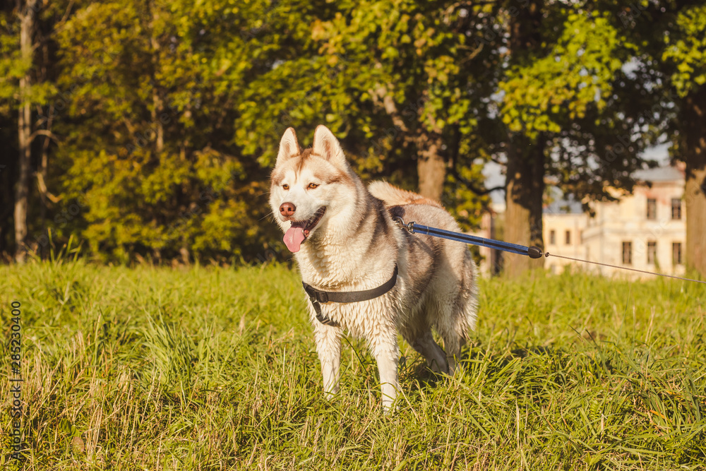 Young husky dog for a walk in the park in autumn. Husky breed. Light fluffy dog. Walk with the dog. Dog on a leash. A pet