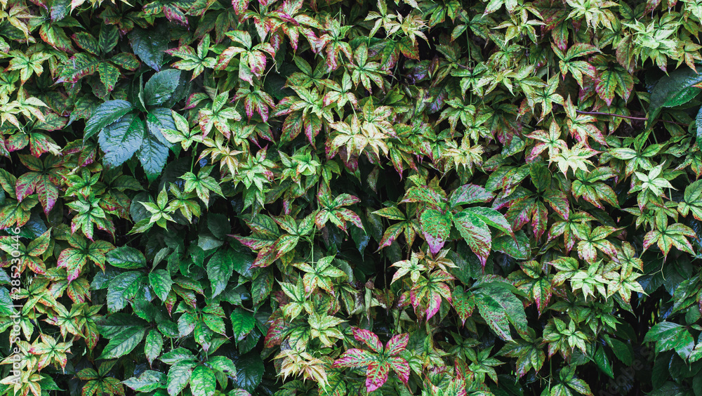 nature of the far East in the rain nature of the far East in the rain