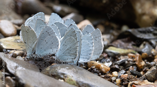 Many Celastrina argiolus aka Holly Blue butterflies. Closeup shot. photo