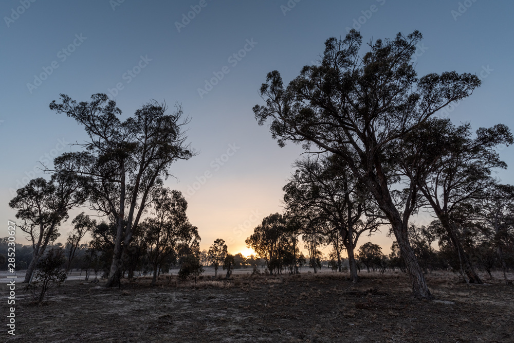 As the sun rises the silhouettes of trees appear. A beautiful gradient of the sky can be seen in the background behind the trees. On a clear and sunny day in Storm King, Queensland, Australia As the sun rises the silhouettes of trees appear. A beautiful gradient of the sky can be seen in the background behind the trees. On a clear and sunny day in Storm King, Queensland, Australia
