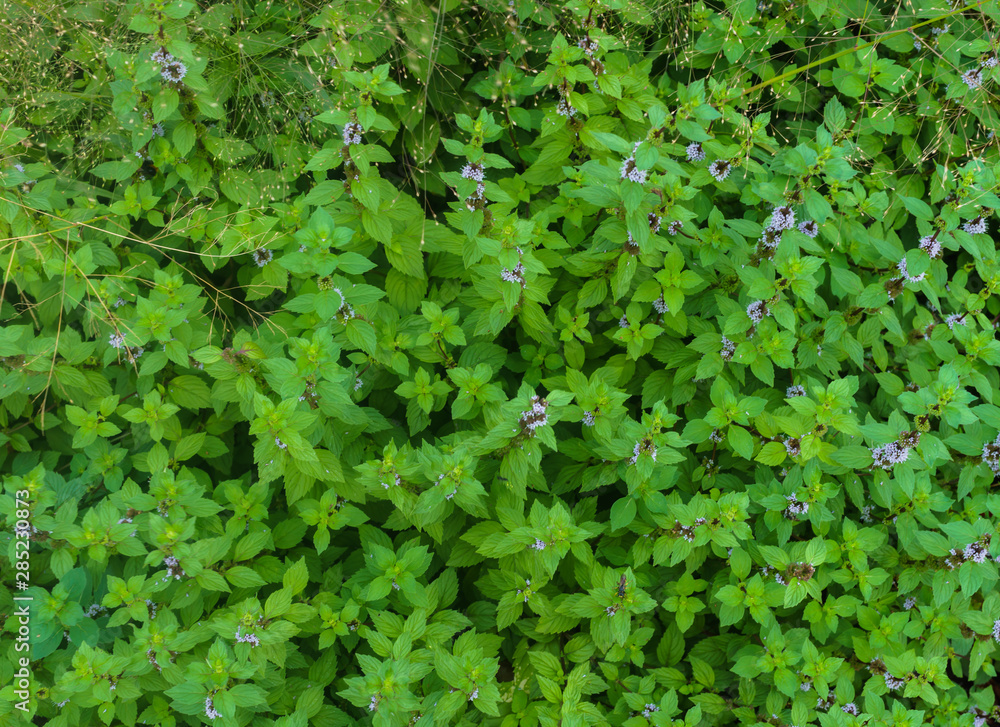 Meadow with blooming Blue Salvia herbal flowers. Blue Salvia is plant in the mint family Meadow with blooming Blue Salvia herbal flowers. Blue Salvia is plant in the mint family