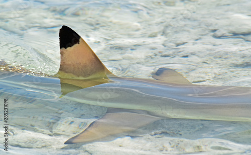 Aileron de requin au lagon bleu, Rangiroa, Polynésie Française