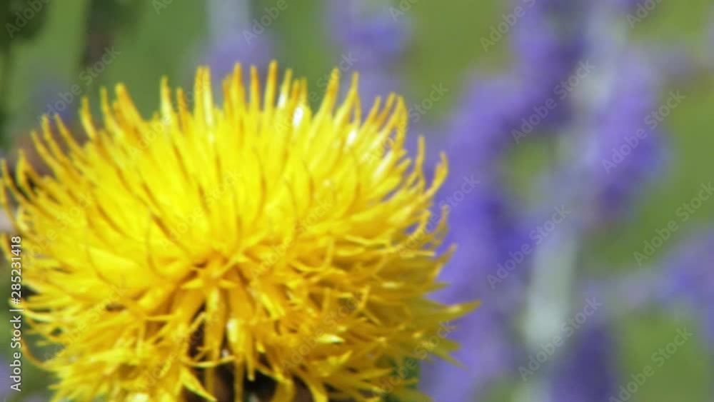 A close-up shot of a bumble bee collecting nectar on a yellow dandelion flower and flying around it. A close-up shot of a bumble bee collecting nectar on a yellow dandelion flower and flying around it.