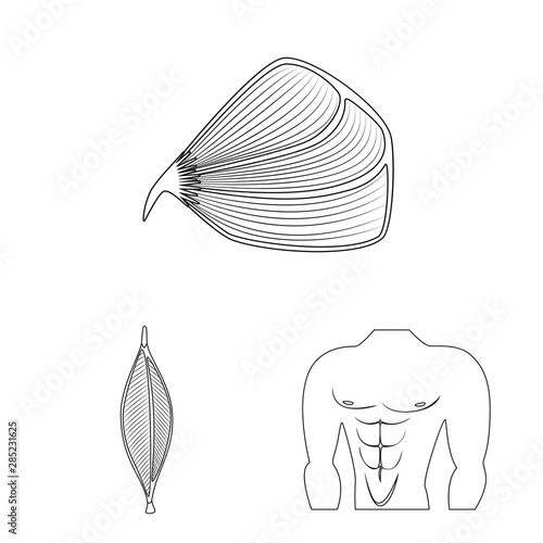 Isolated object of fiber and muscular icon. Collection of fiber and body vector icon for stock.