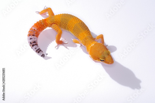 게코. 도마뱀.애완용. 애완용도마뱀.