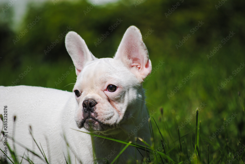 White French bulldog on green grass