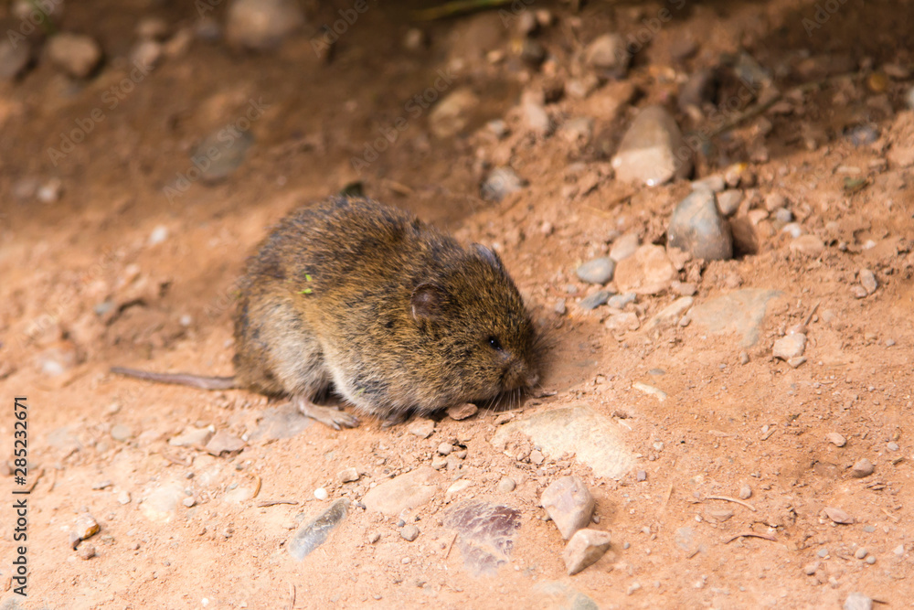 Closeup of cute chubby vole crouched immobile on ground during summer afternoon, Bonaventure Island, Percé, Québec, Canada Closeup of cute chubby vole crouched immobile on ground during summer afternoon, Bonaventure Island, Percé, Québec, Canada
