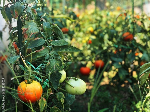 Tomato Farm in Crotia