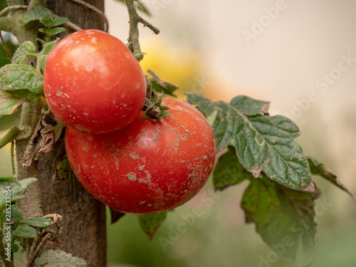 Ripe organic muddy tomatoes in garden ready to harvest