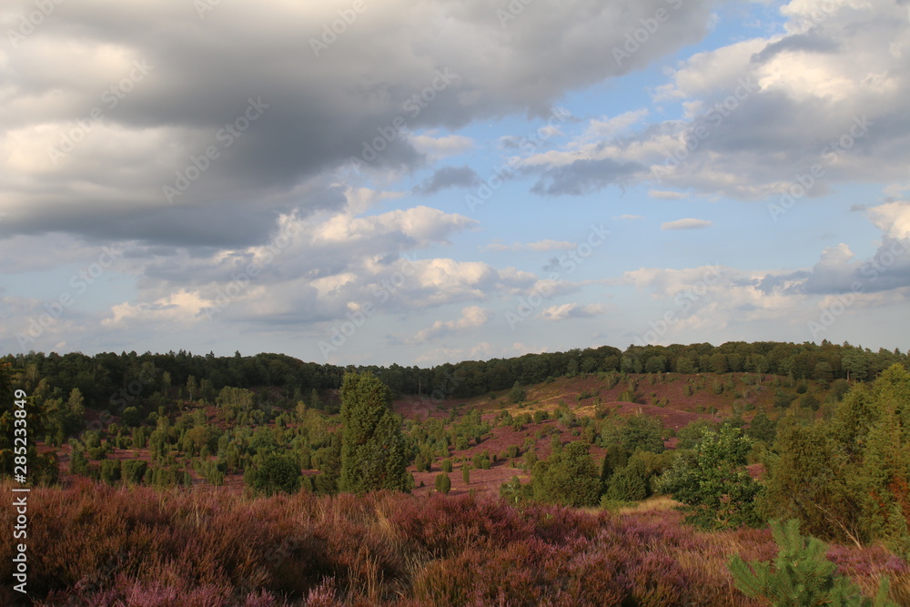 Kräftiges Lila in der blühenden Lüneburger Heide Kräftiges Lila in der blühenden Lüneburger Heide