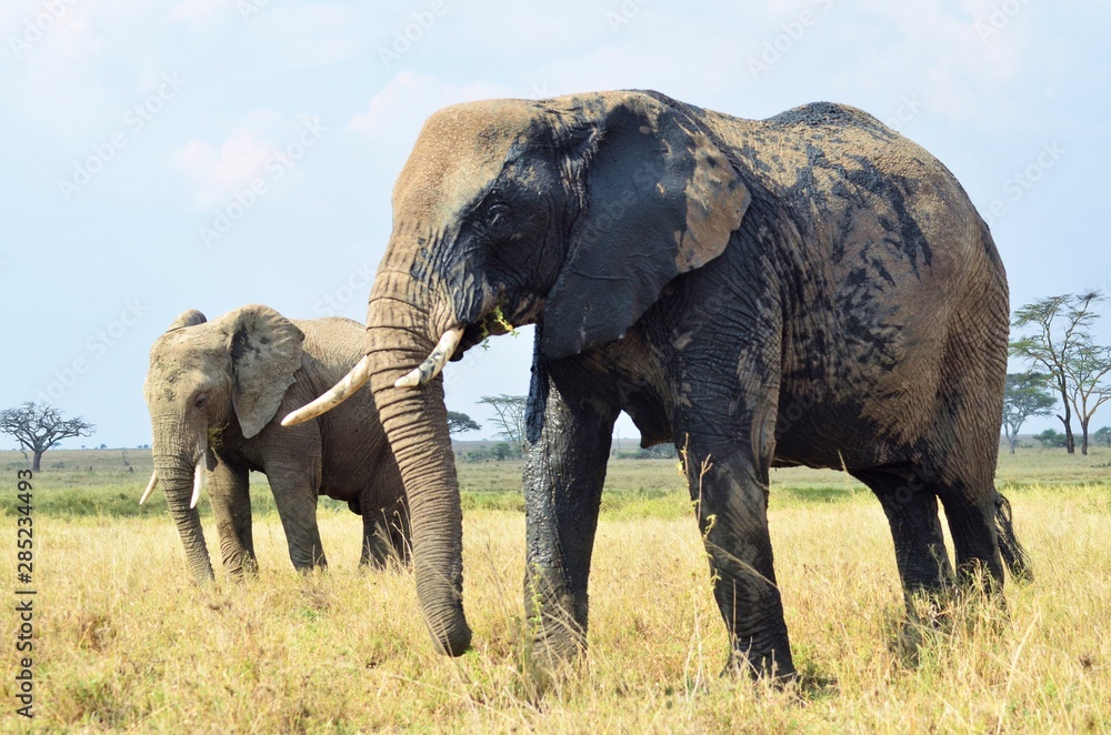 Fototapeta premium Imponente elefante posando ante nuestras miradas