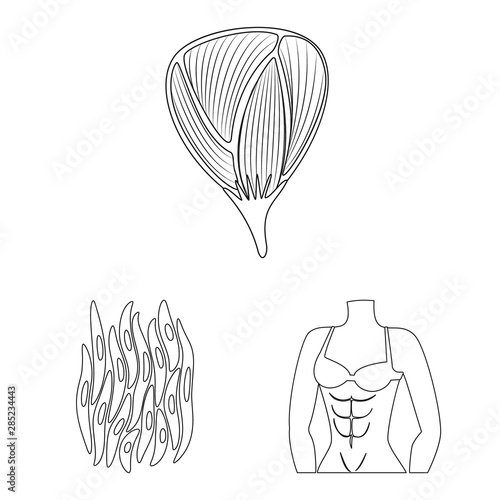 Vector design of fiber and muscular sign. Collection of fiber and body stock vector illustration.