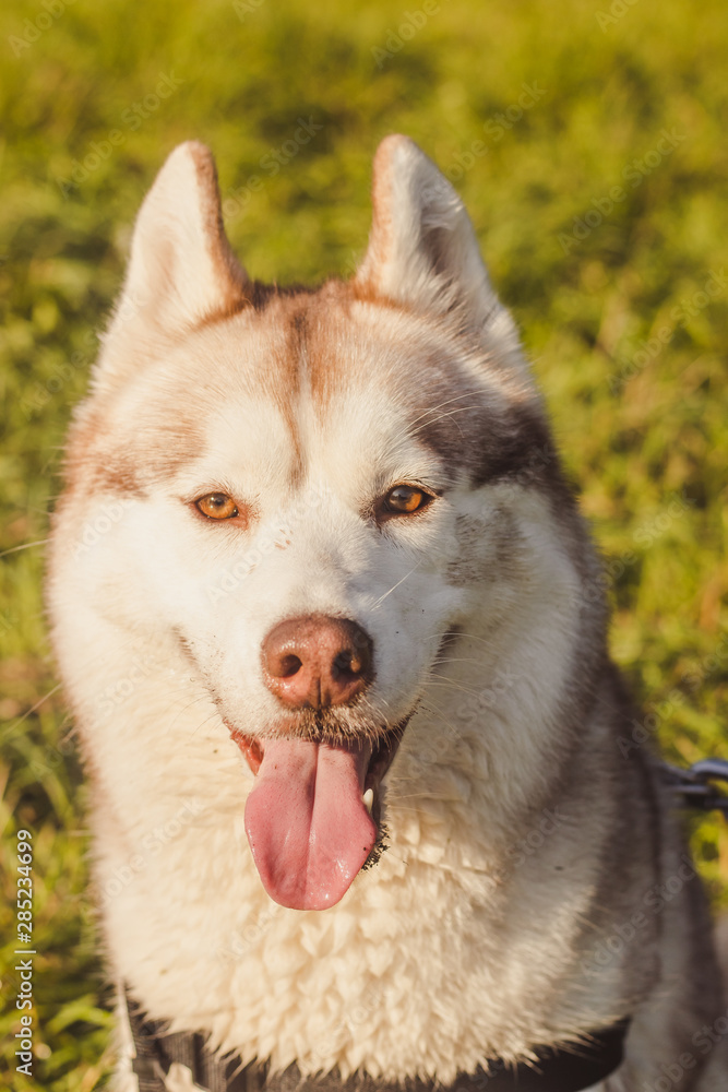 Husky portrait. Young husky dog for a walk in the park in autumn. Husky breed. Light fluffy dog. Walk with the dog. Dog on a leash. A pet Husky portrait. Young husky dog for a walk in the park in autumn. Husky breed. Light fluffy dog. Walk with the dog. Dog on a leash. A pet