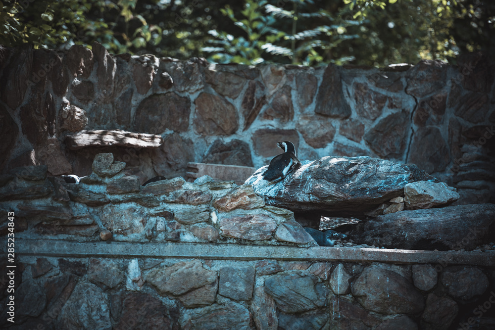 Fototapeta premium Pinguin