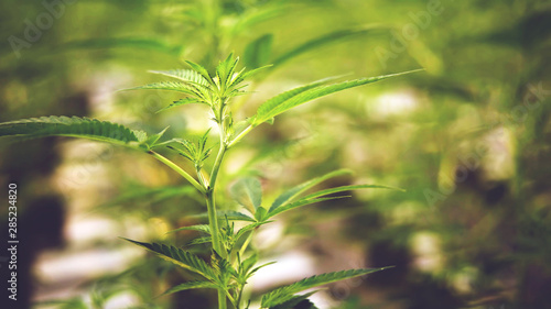 Marijuana leaves, cannabis plant in farm, background