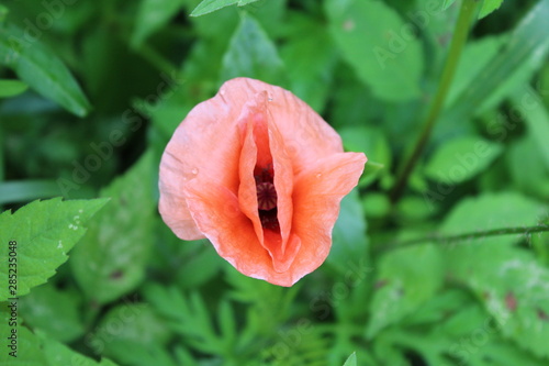 tulip in the garden