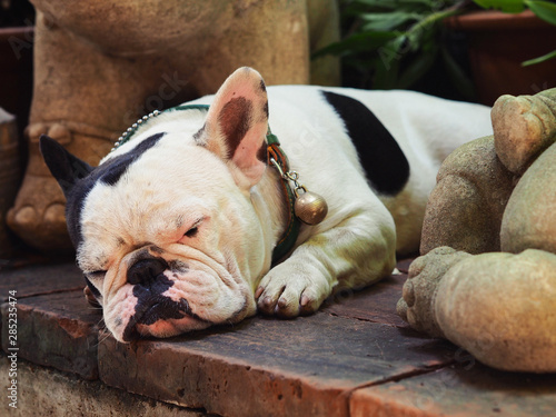 Closeup Shot of A Lovely Wrinkly Face Pug Dog Lying on Brick Floor (Selective Focus and Blurred Background). photo