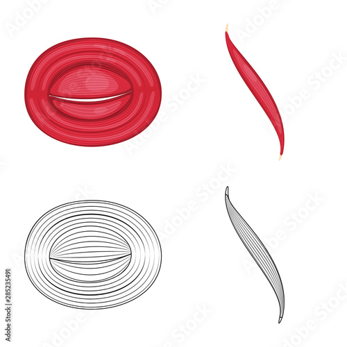 Vector design of fiber and muscular symbol. Set of fiber and body stock vector illustration.