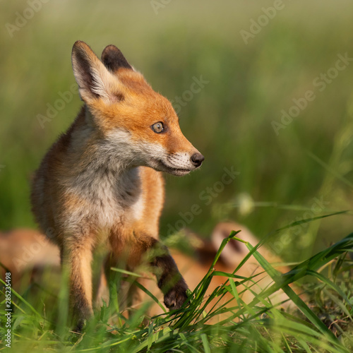 Young red Fox stands in the grass on a beautiful light