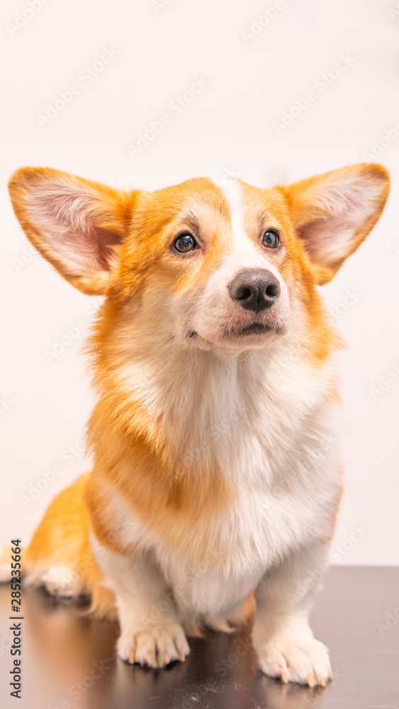 Portrait of a Cute Puppy Corgi Pembroke on a white background. Happy Corgi dog