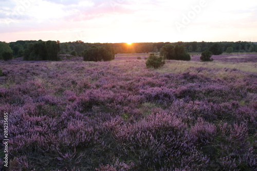 Wunderschöner Sonnenuntergang in der blühenden Lüneburger Heide
