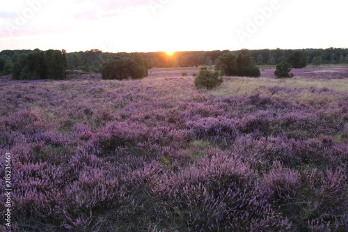 Wundersch  ner Sonnenuntergang in der bl  henden L  neburger Heide