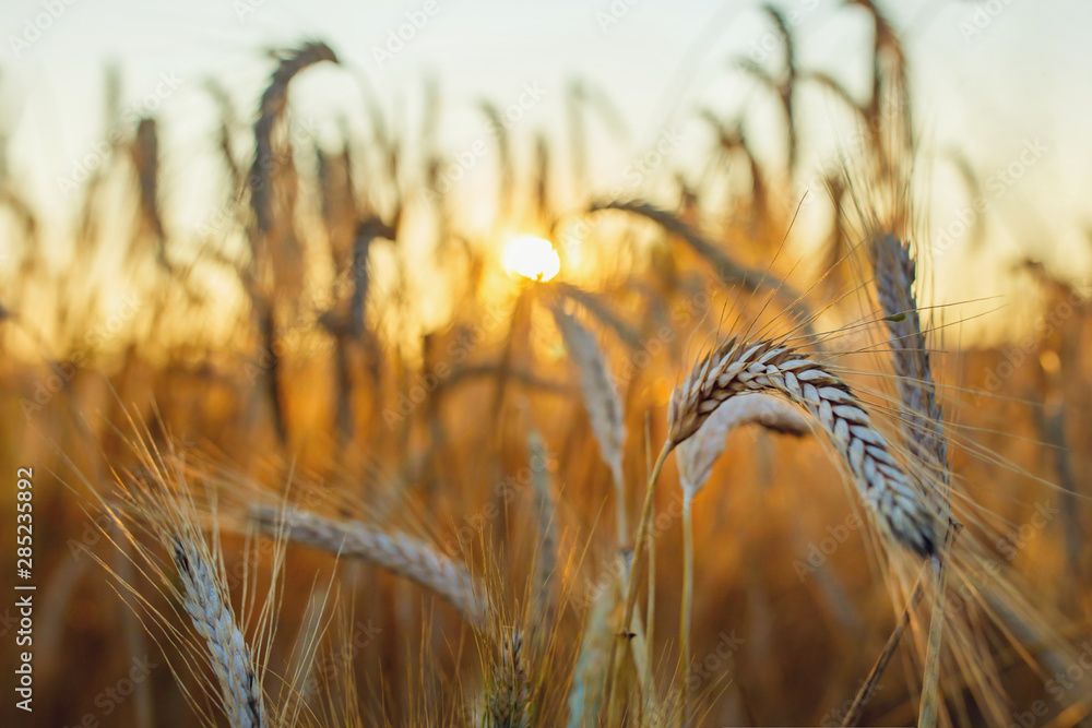 Triticum dicoccum. Triticum певец. Triticum hold me. Пшеница. Triticum hold me.