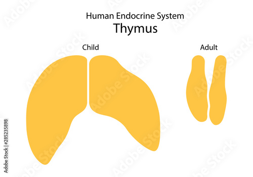 Endocrine system of human. Thymus. Comparative sizes Child and Adult. Flat design. Vector illustration