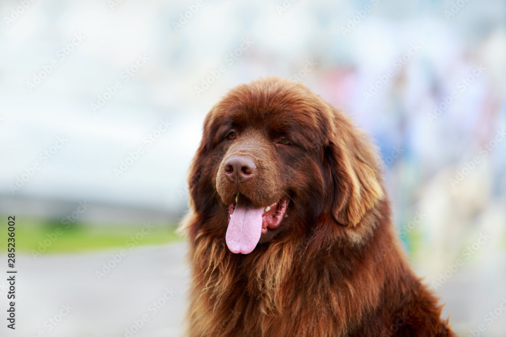 Dog breed Newfoundland Dog breed Newfoundland