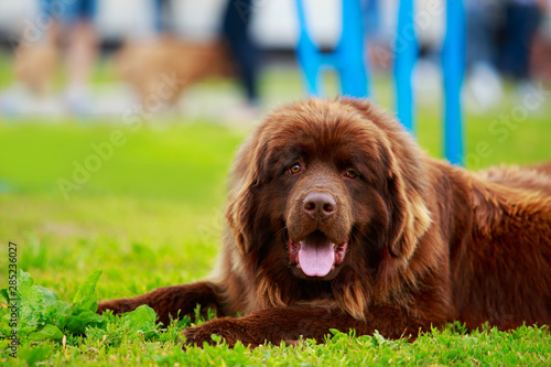 Dog breed Newfoundland photo