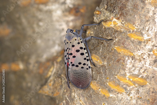 꽃매미. 해충. 곤충. 외래종. 온난화. 환경. 
