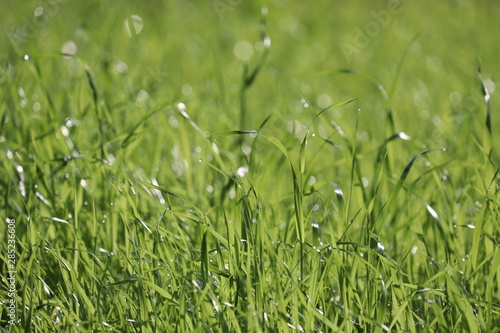 Green grass with water drops in sunlight, selective focus. Summer nature background, dew on sunny meadow