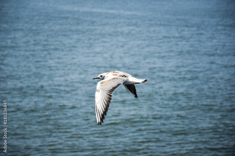 Fototapeta premium A flying bird, in Lithuania