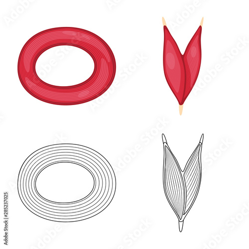 Vector illustration of fiber and muscular sign. Set of fiber and body stock vector illustration.