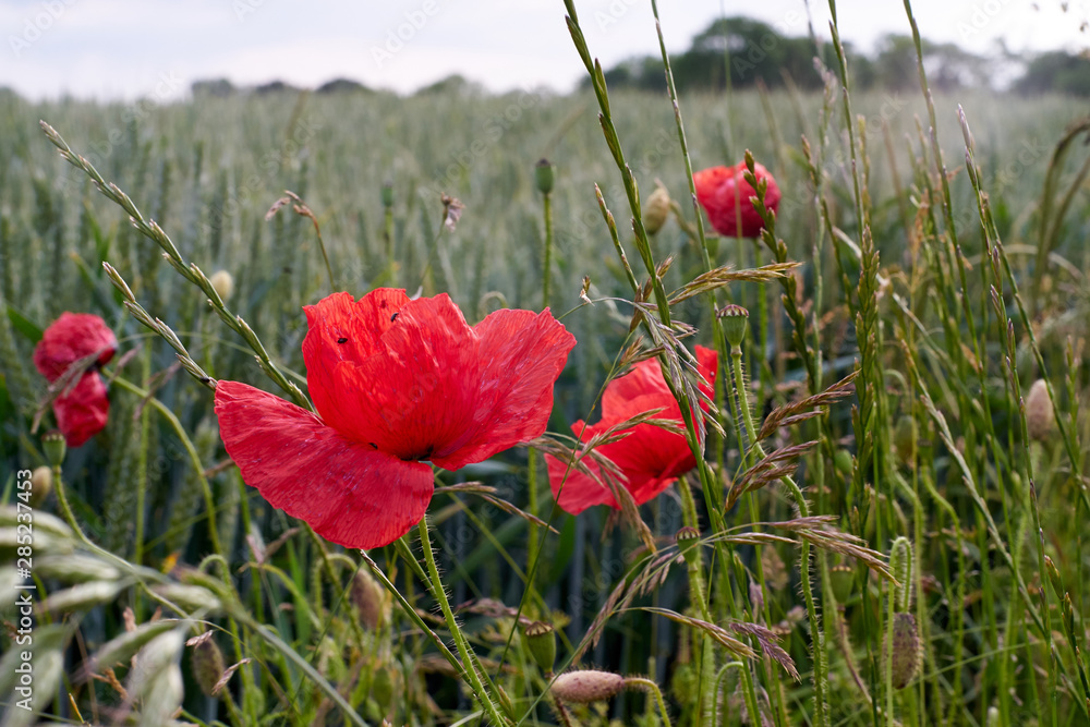 Fototapeta premium Selective focus on poppy flower, wild poppy flowers in summer meadow