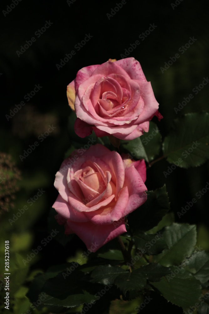 Naklejka premium rose, flower, pink, red, nature, garden, love, roses, beauty, green, beautiful, bloom, flora, plant, flowers, petals, macro, black, valentine, petal, yellow, romance, blossom, romantic, floral