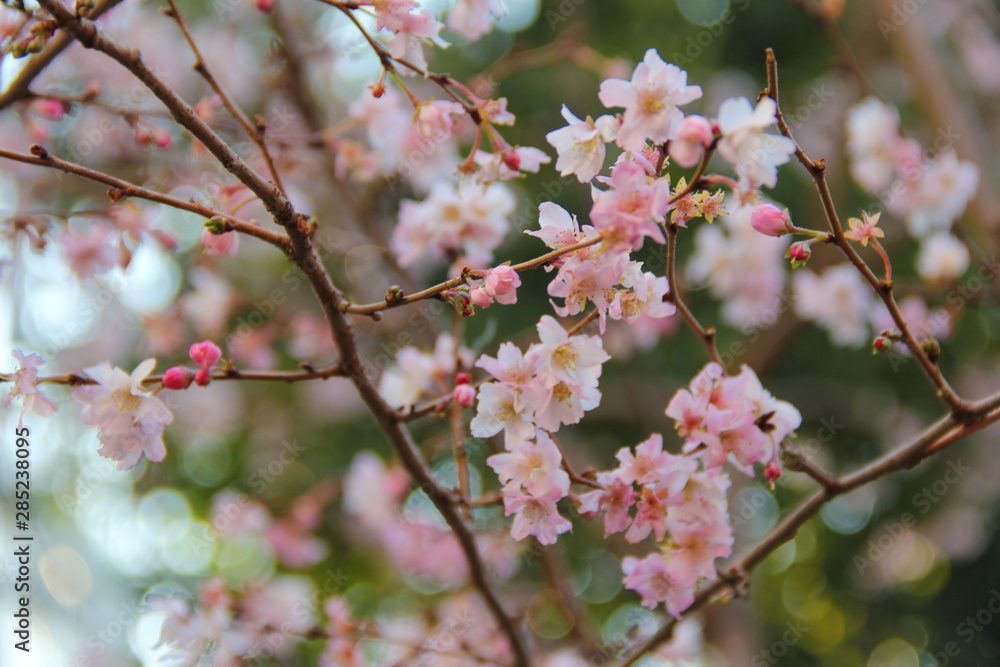 cherry blossom, tokyo, japan cherry blossom, tokyo, japan