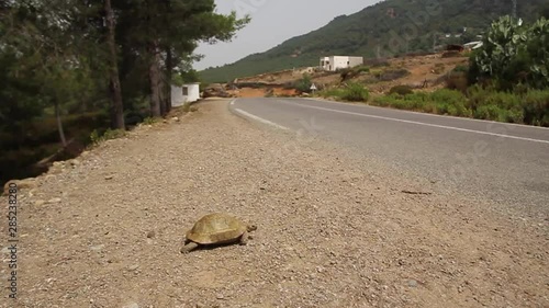 Una tortuga camina por el arcén de la carretera photo