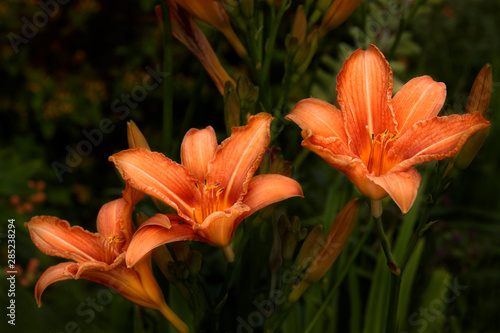 A set of three orange lilies